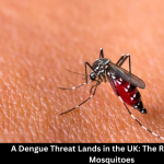 A Dengue Threat Lands in the UK: The Rise of Native Mosquitoes A Dengue Threat Lands in the UK: The Rise of Native Mosquitoes