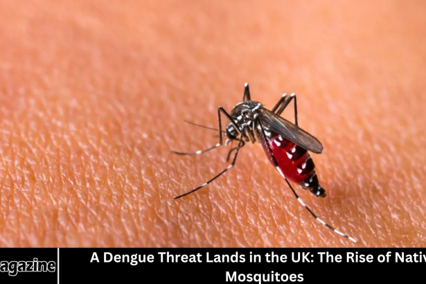 A Dengue Threat Lands in the UK: The Rise of Native Mosquitoes